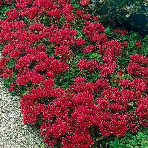 Outsidepride 2000 Sedum Summer Glory Plant Seeds, Low-growing Mat