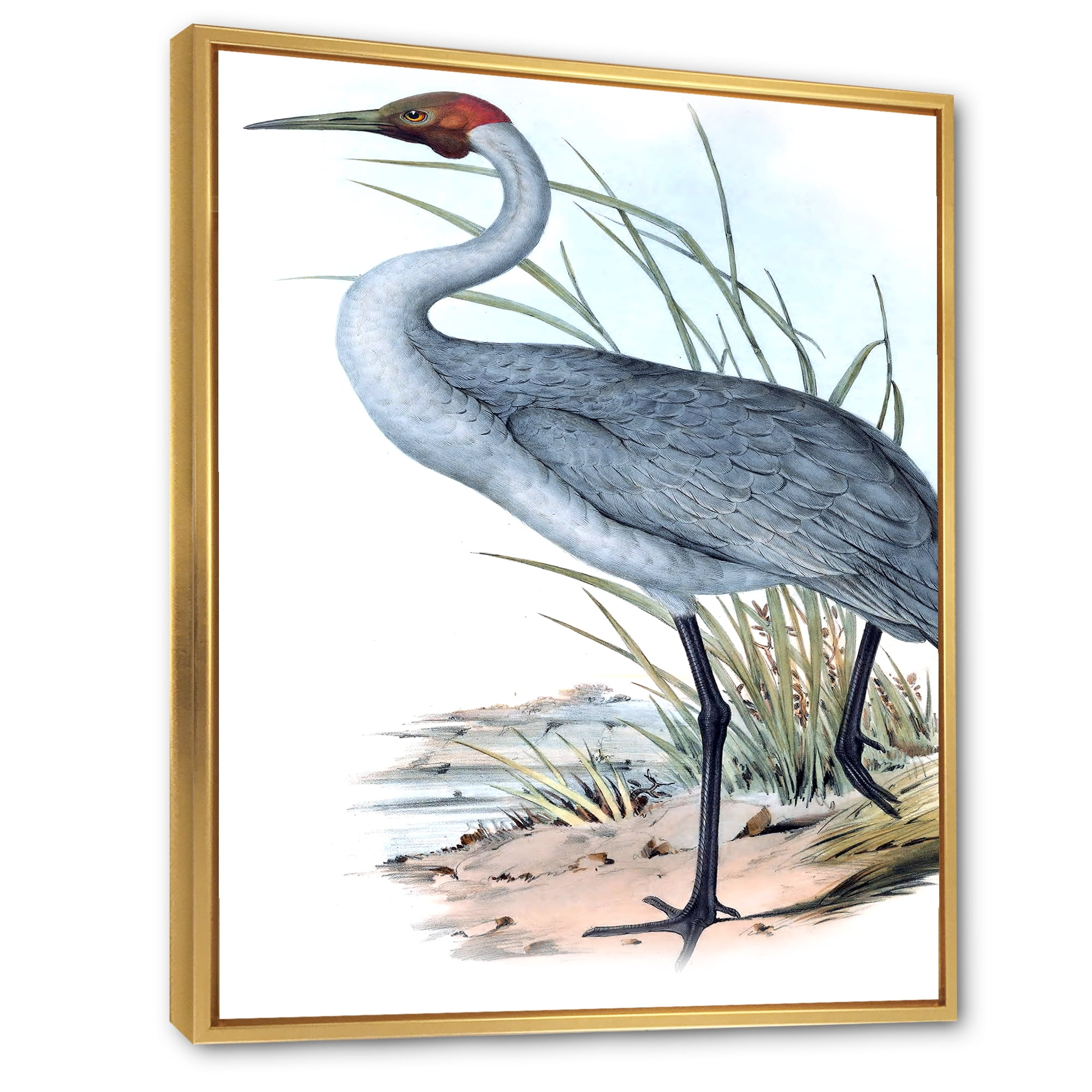 Designart 'Ancient Australian Birds V' Traditional Framed Canvas Wall Art Print