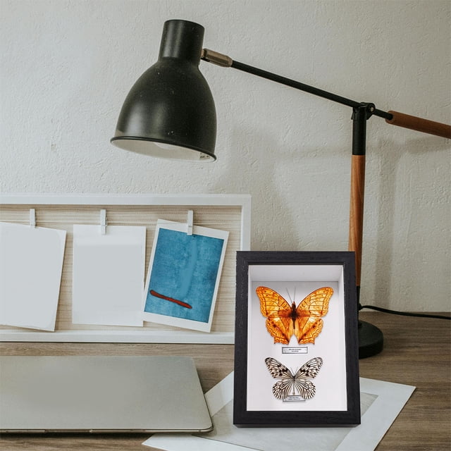 CHICHUMID 2Pcs Wooden Shadow Box with Glass Display Box for Insect Specimen Display Home Decoration 11.8X7.9X3.9in