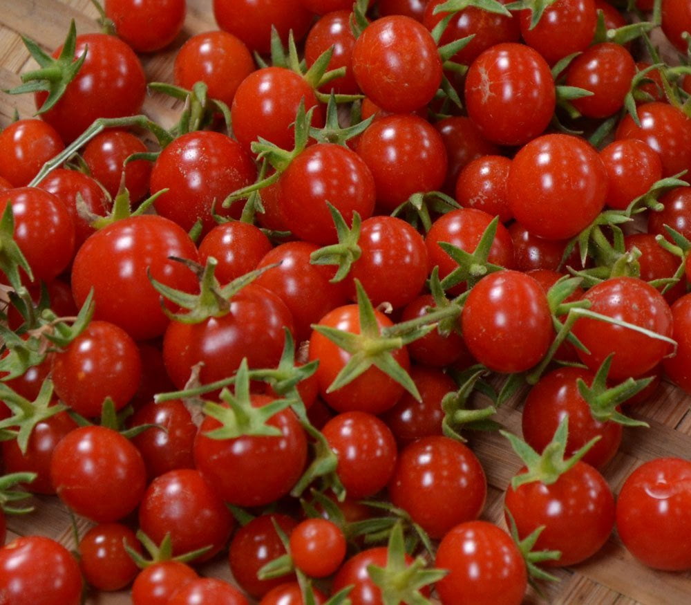 Sweet 100 Cherry Tomato 3 Live Plants 3" Pots