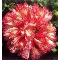 100 Seeds Flemish Antique PEONY POPPY MIXED Colors  Papaver Peoniflorum Flower Seeds