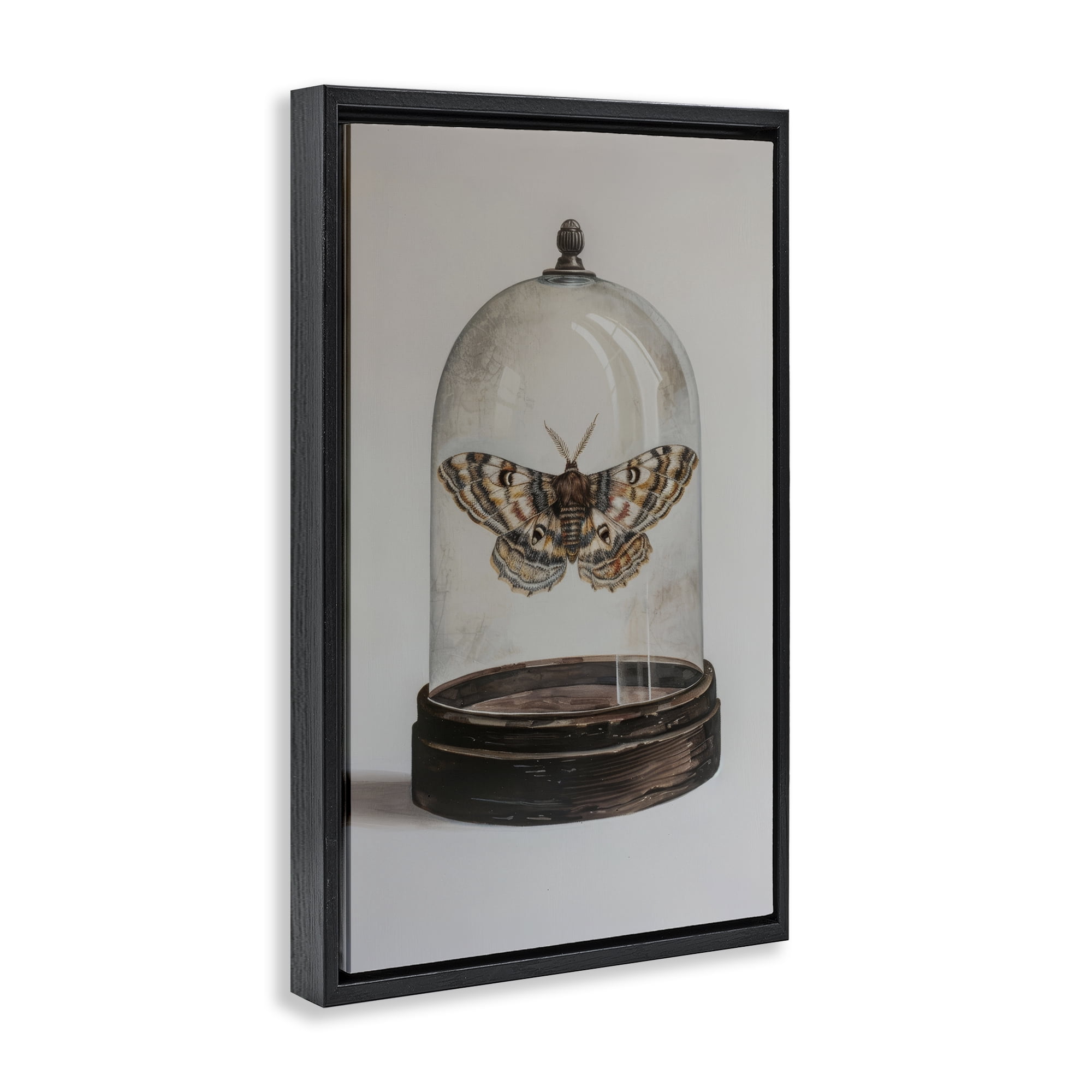 Stupell Industries Moth in Glass Cloche Animals Painting Black Floater Framed Canvas Art Print Wall Art, 21 x 31