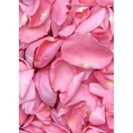 Biodegradable Freeze Dried Rose Petals in Pink - 8 (Best Way To Dry Rose Petals)