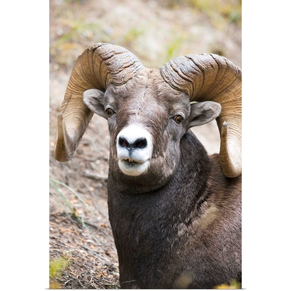 Great BIG Canvas | Rolled Carson Ganci Poster Print entitled Rocky Mountain Bighorn Sheep