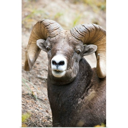 Great BIG Canvas | Rolled Carson Ganci Poster Print entitled Rocky Mountain Bighorn Sheep