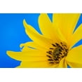 thumbnail image 2 of Mahan, Kathy 32x23 Gold Ornate Wood Framed with Double Matting Museum Art Print Titled - Sunflower on Blue III, 2 of 4