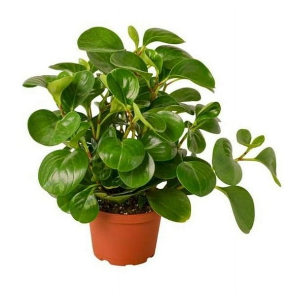 House Plant 6-PEPEROMIA-THAILAND 6 in. Pot Peperomia Thailand Plant