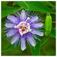 thumbnail image 2 of Everwilde Farms - 1 oz Purple Passion Flower Native Wildflower Seeds - Gold Vault Bulk Seed Packet, 2 of 4