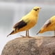 thumbnail image 3 of Adorno de animales con plumas artificiales para jardín, simulación de pájaro Oriole, modelo artístico, decoración al aire libre, 3 of 15