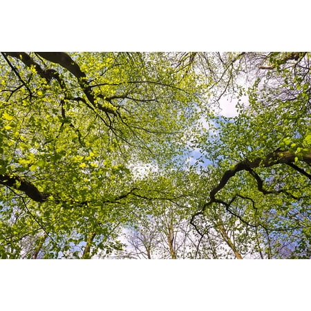 - Framed Art for Your Wall Nature Summer Leaves Landscape Canopy Trees Green 10x13 Frame