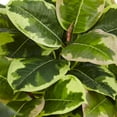 thumbnail image 2 of Rubber Plant in Glossy Cylinder (Real Touch), 2 of 5