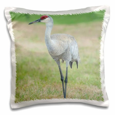 3dRose USA, Florida, Orlando. Sandhill crane, Grus canadensis. , Pillow Case, 16 by