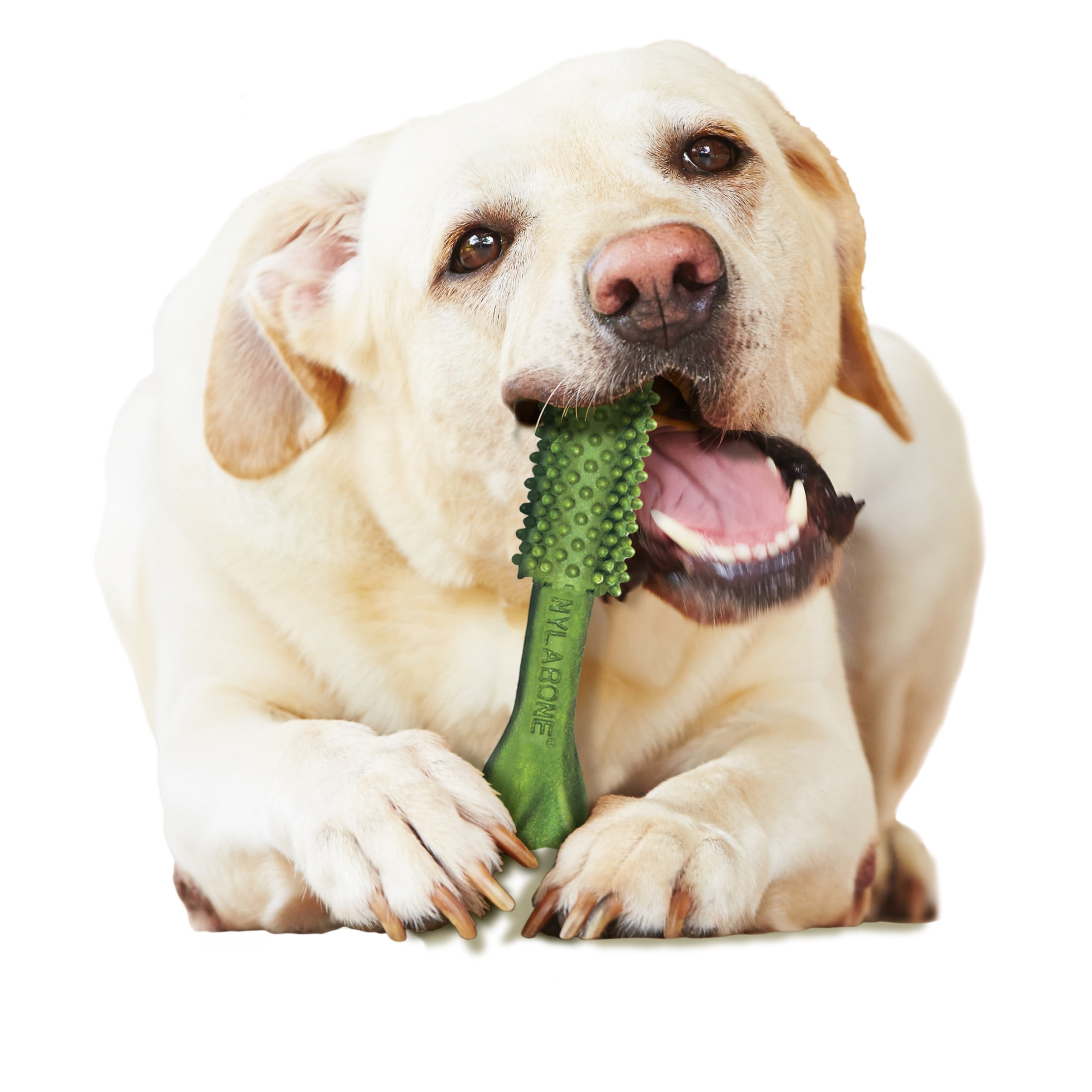 Nylabone Nutri Dent Natural Dental Chews for Dogs, Limited Ingredient Dog Treats, Teeth Cleaning Dental Sticks for Dogs, Fresh Breath Flavor, For Large Dogs (20 Count)