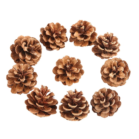 18 Pack Natural Pine Cones 2 to 2 36 Inch 5 to 6 CM Real Pinecone Decorative Craft Supply for Seasonal Display