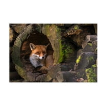 Cees van Ginkel 'Fox 2' Canvas Art