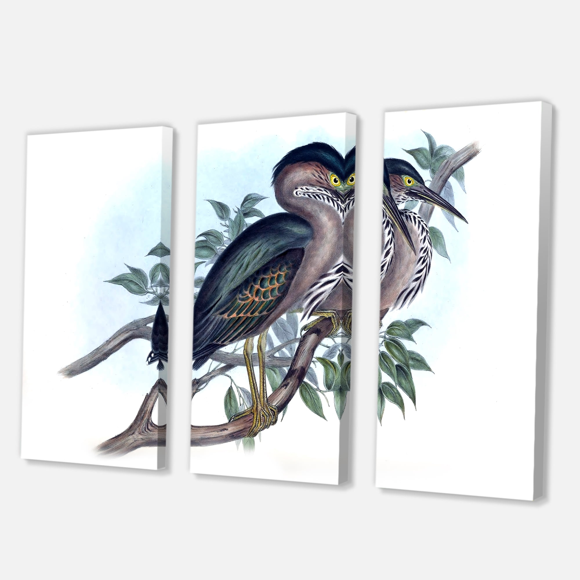 Designart ' Ancient Australian Birds VII ' Traditional Canvas Wall Art Print