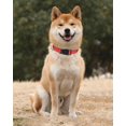 thumbnail image 2 of Collar de perro TagMe de nailon reflectante ajustable para perros medianos, 2 of 7