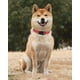 thumbnail image 2 of Collar de perro TagMe de nailon reflectante ajustable para perros medianos, 2 of 7