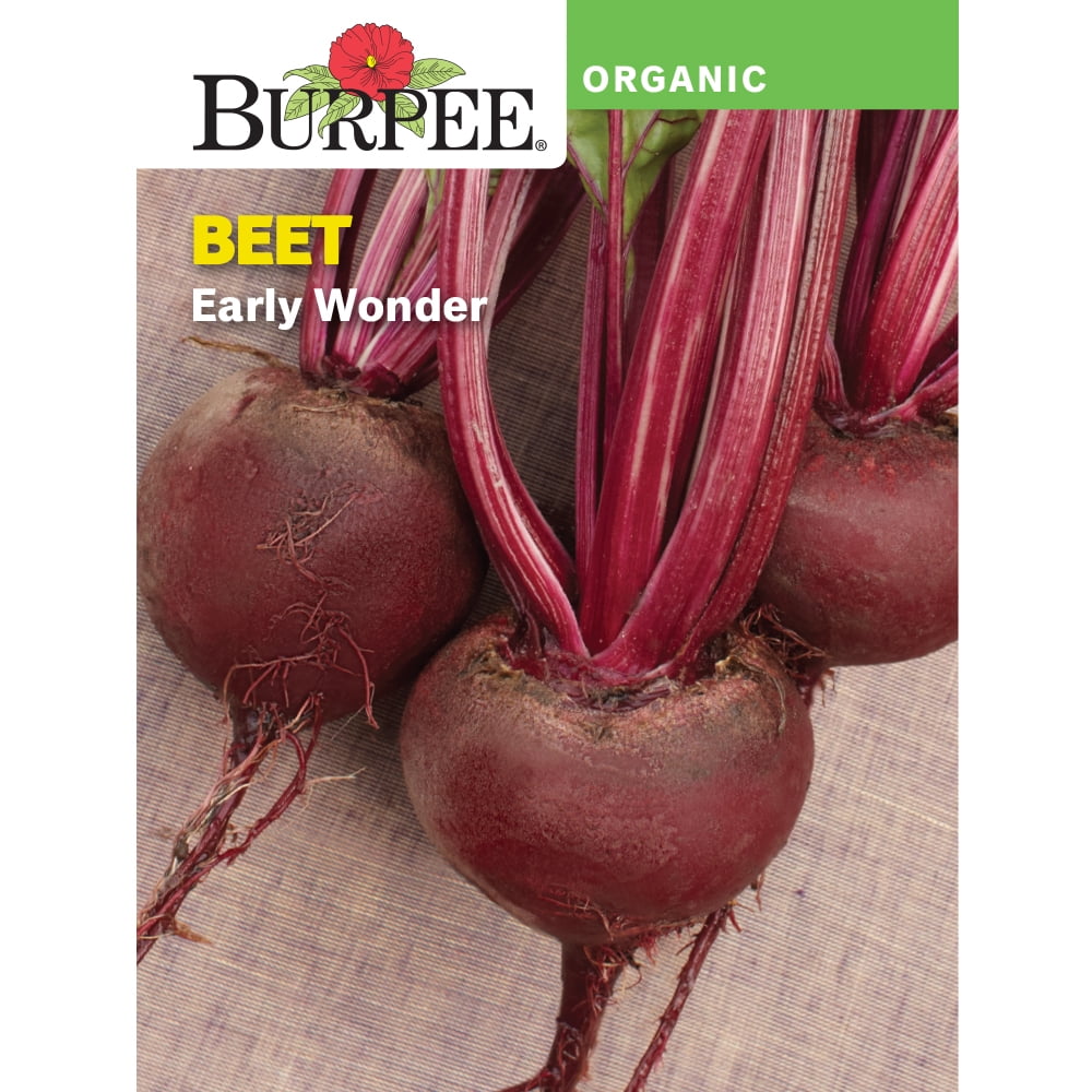 Burpee Organic Early Wonder Beet Vegetable Seed, 1-pack - Walmart.com