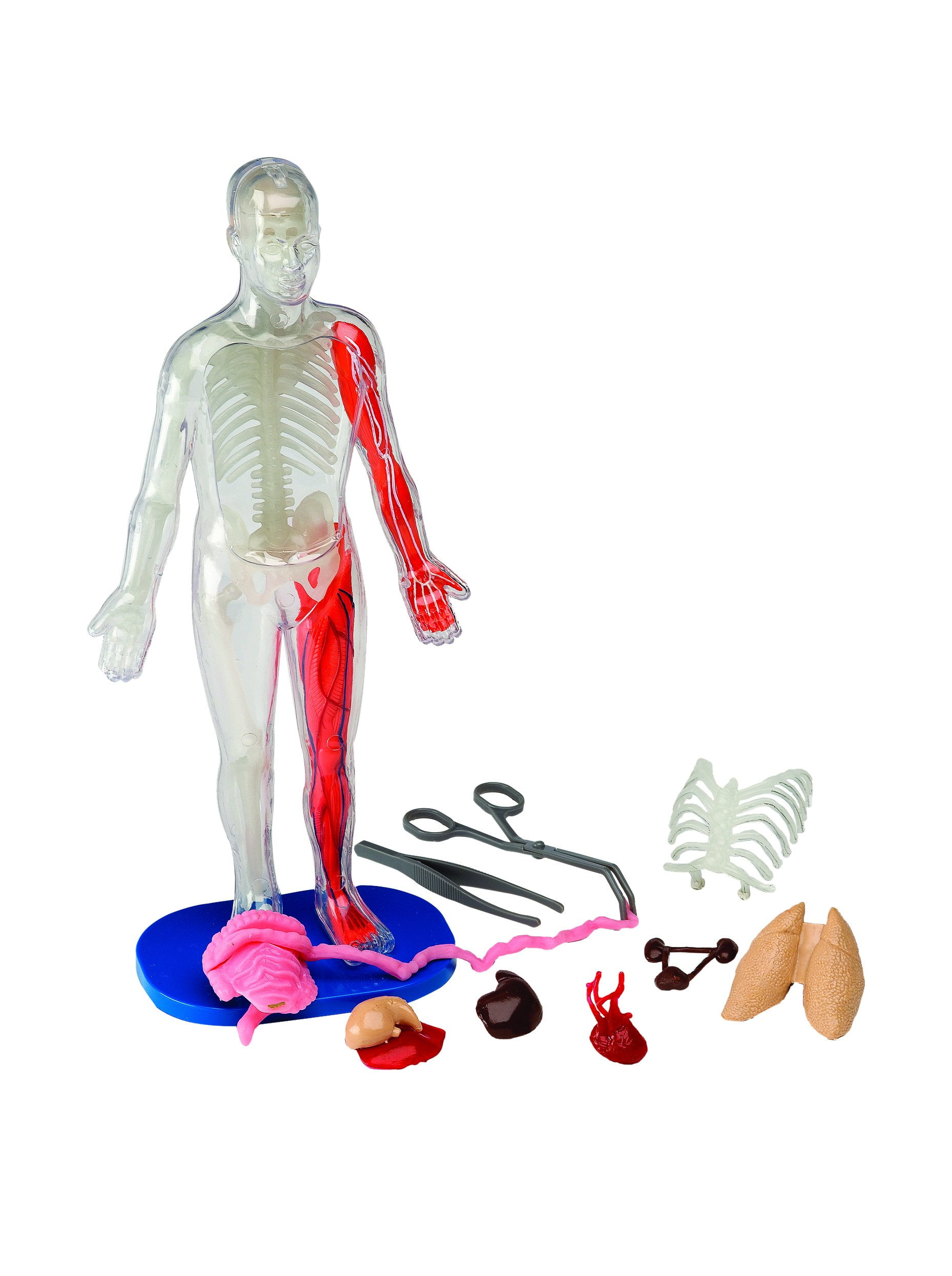 SmartLab Squishy Human Body Kit - Visible Science Anatomy Learning