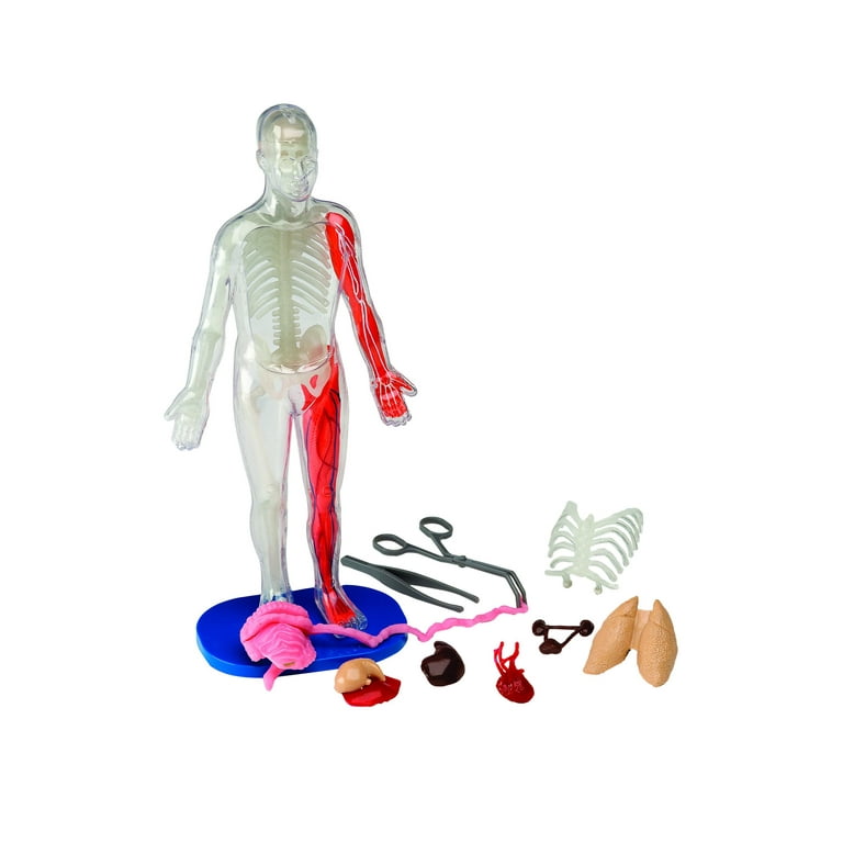 SmartLab Squishy Human Body Kit - Visible Science Anatomy