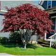 thumbnail image 5 of Fireglow Japanese Maple – Compact Ornamental Tree with Brilliant Red Foliage for Landscapes & Gardens, 5 of 6
