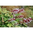 thumbnail image 3 of 10 DOLL'S EYES Flower White Baneberry Cohosh Actaea Pachypoda Alba Seeds, 3 of 11