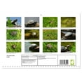 thumbnail image 2 of The life of the turtle (Monthly Wall Calendar 2026 11.7 x 16.5 (open)), CALVENDO 14 Month Calendar, 2 of 9