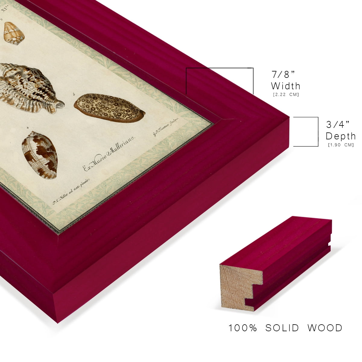 Bookplate Shells II - Framed Print w/glass - Cherry Red