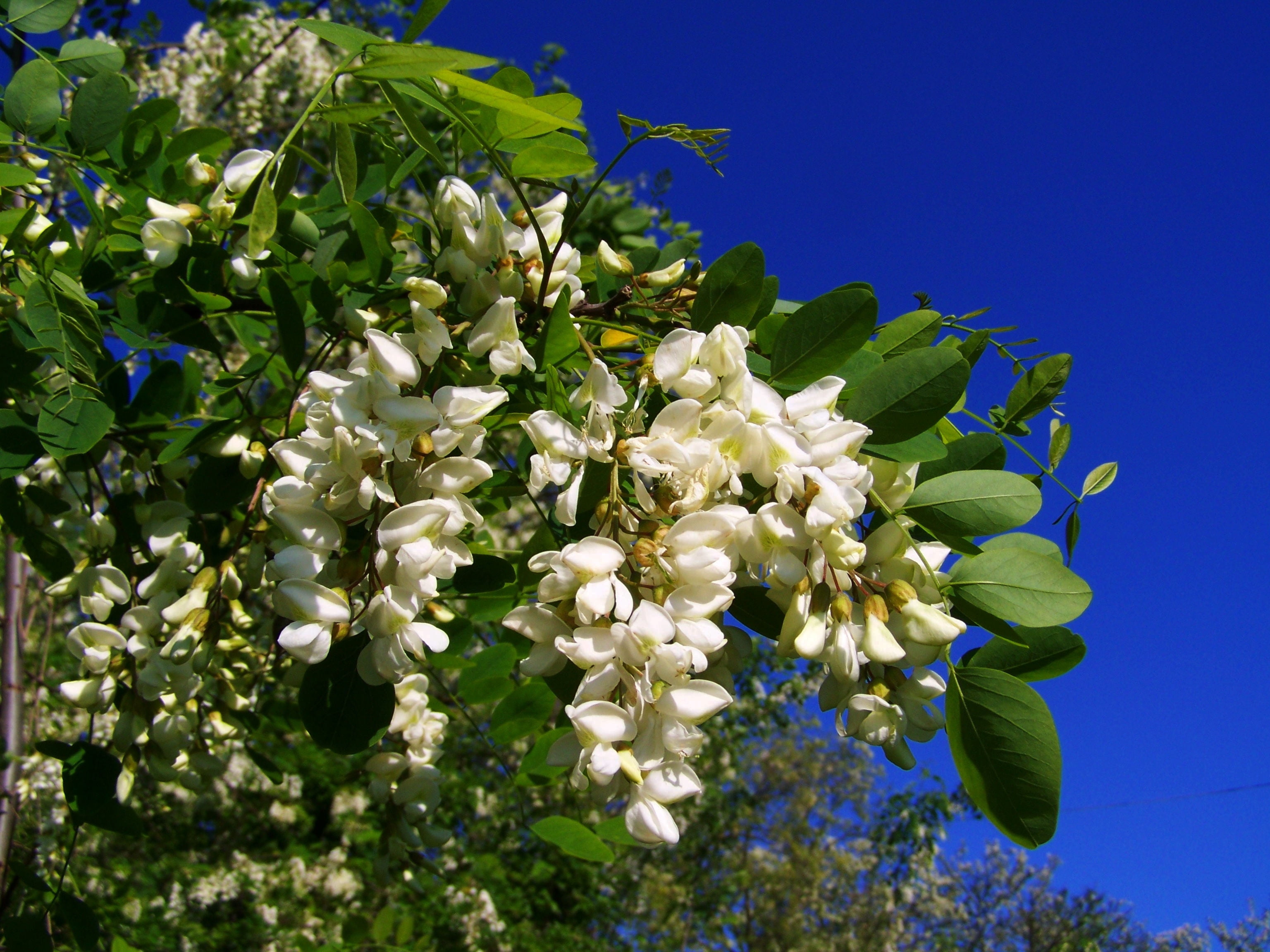 SEEDS = = =10 Seeds- Black Locust Tree Seed - Multi Purpose Tree