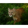 thumbnail image 2 of Galloimages Online 24x20 Gold Ornate Wood Framed with Double Matting Museum Art Print Titled - Mountain Lion On The Prowl, 2 of 4