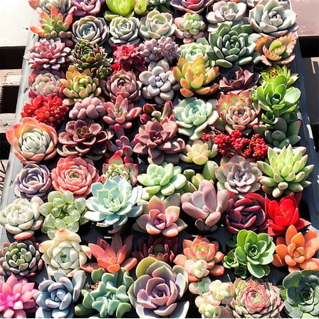 20 Assorted Succulents with Root, 10 Different Varieties Live Plants Collection, Without Plant Pot, Great for Gardener Beginner, DIY Projects, Wedding Party Favor