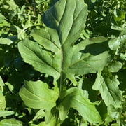 Plant Good Seed Arugula Seed Packet Spicy Salad Green Seeds Garden Rocket Annual Full Sun Part Shade