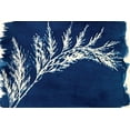 thumbnail image 2 of Cyanotype Set, 2 of 20