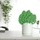 thumbnail image 5 of 20 Hojas De Monstera Decorativas Para El Hogar, Jardín, Exterior, Interior, Hojas Artificiales, Decoración Del Hogar, Accesorios Fotográficos, 5 of 8