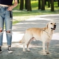 thumbnail image 4 of Correa de adiestramiento para perros, correa metálica ajustable con asa acolchada (roja), 4 of 5