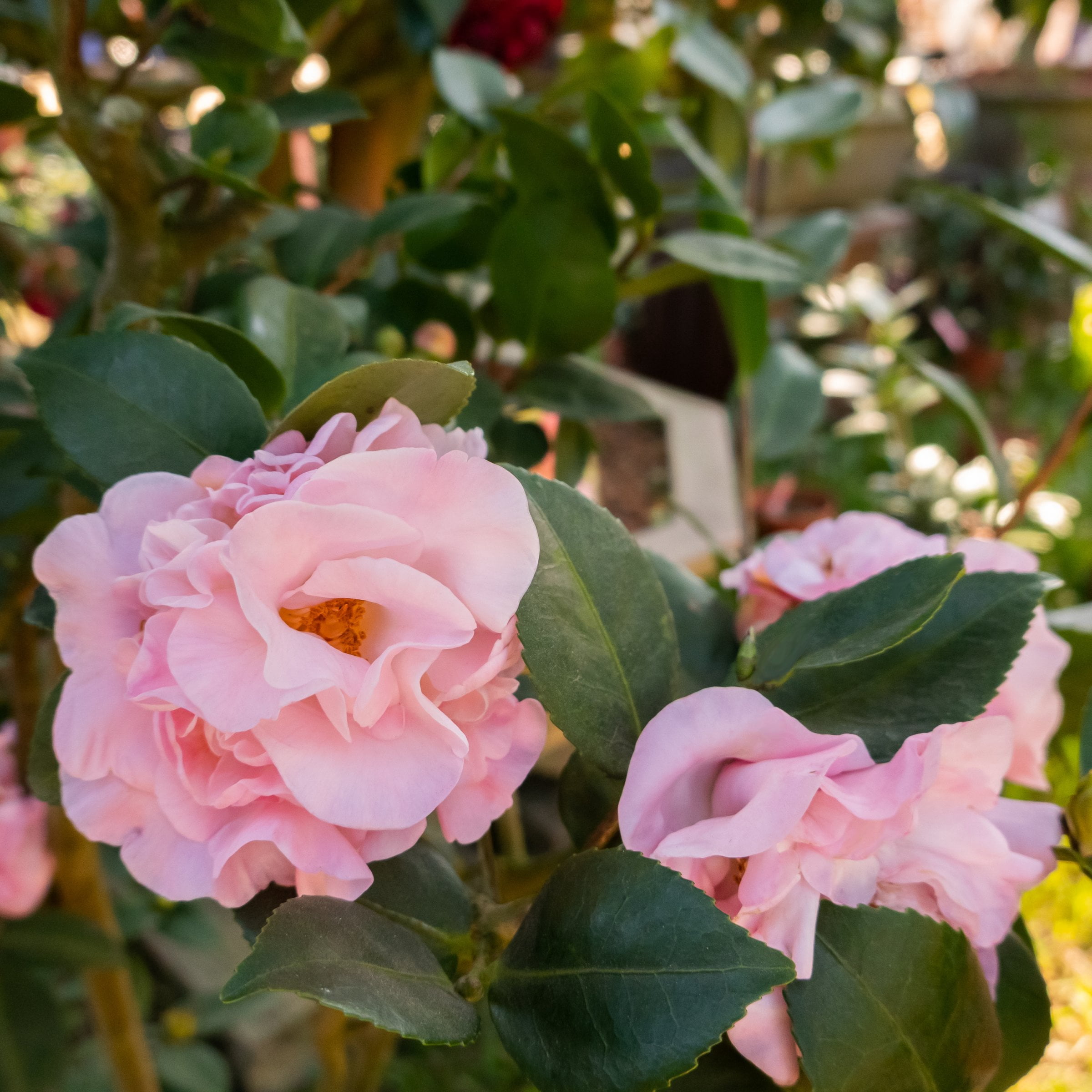 National Plant Network 1 gal High Fragrance Camellia Japonica Live Shrub with Partial Sunlight