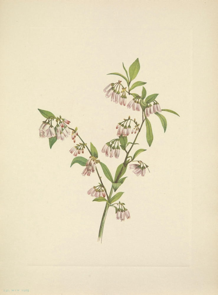 N American Wild Flo