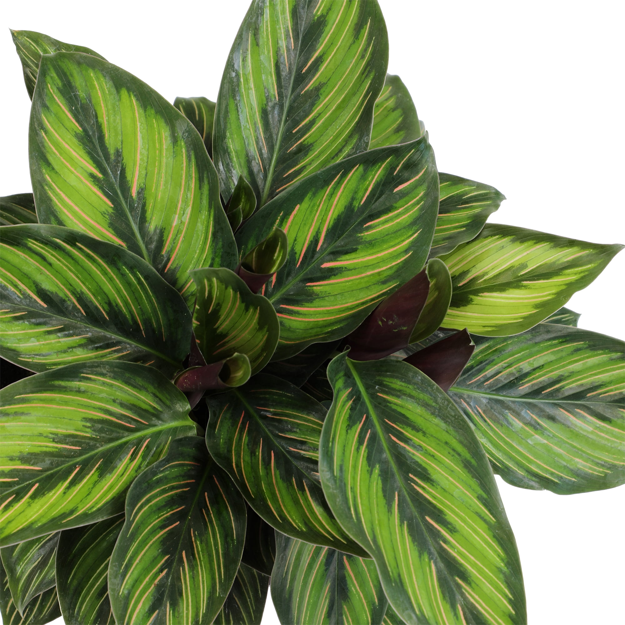 Element Calathea Ornata Live Plant in 6" White Decor Pot (Approx 15" Tall) Prayer Plant