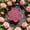 Pink, variant on Floating Bee Island- 7.87 Inch Flower Floating Bee Watering Station for Garden, EVA Foam Butterfly Bee Water Feeder Bee Bath, Butterfly Feeder Bee Waterer Station for Pool, Outdoor Garden Decor
