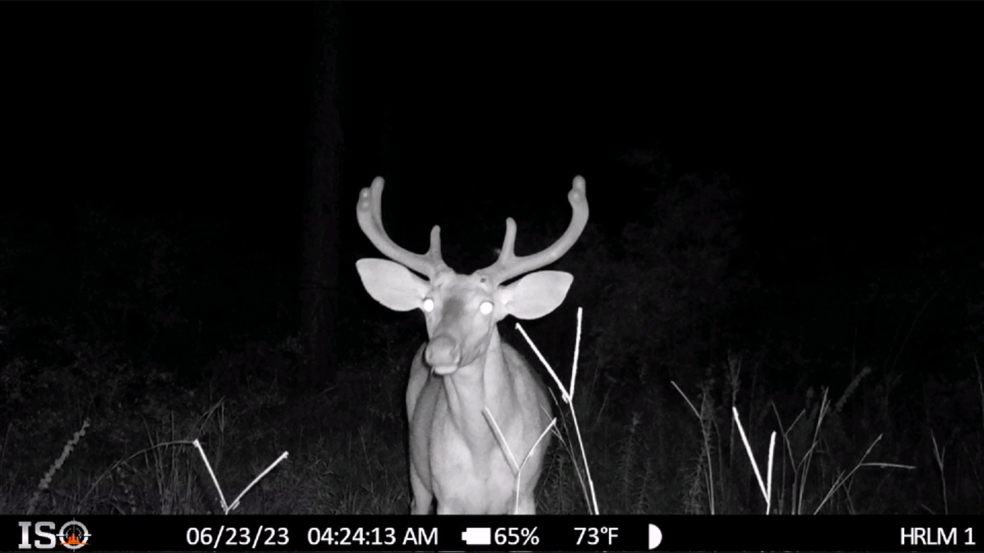 Shadow Cellular Trail Camera