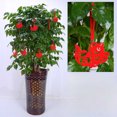 thumbnail image 1 of Conjunto De Decoración Para Año Nuevo Decoración Con Nudos Chinos Para El Festival De Primavera Fortuna Año Nuevo Restaurante Familiar Coche Familiar Árbol Decoración Para El Festival De Primavera, 1 of 3