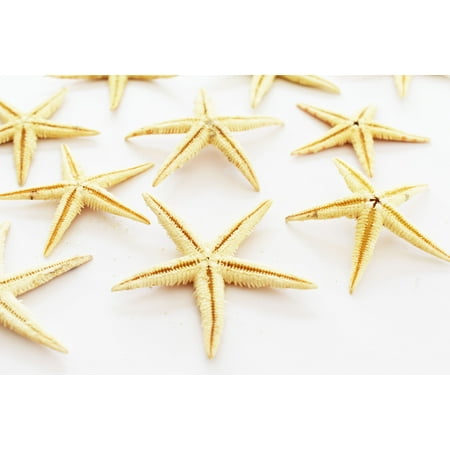 - 12 Medium Size Starfish - Philippine Tan Flat Sea Stars (1 1/2
