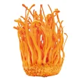 thumbnail image 2 of Cordyceps Adaptógeno Commons 120 cápsulas, 2 of 4