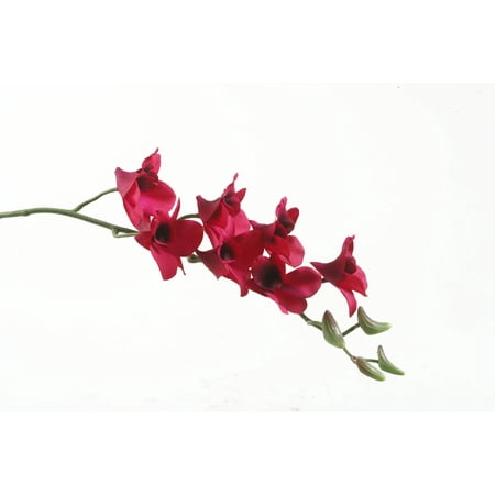 plum orchid dendrobium silks stem