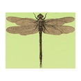 thumbnail image 3 of CafePress - Dragonfly Vintage Infant T Shirt - Infant T-Shirt, 3 of 4