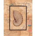 thumbnail image 2 of Marrott, Stephanie 15x18 Black Ornate Wood Framed with Double Matting Museum Art Print Titled - Nautilus, 2 of 4