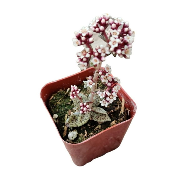 Live Succulent Plants 2" Pot Crassula Tiger Jade