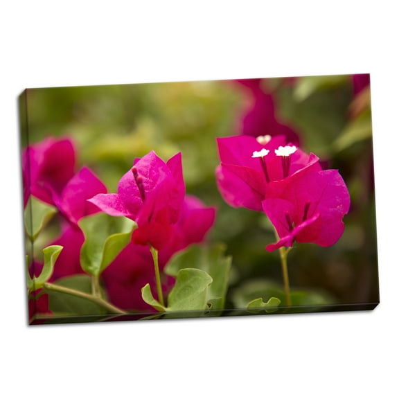Gango Home Decor Contemporary Magenta Bougainvillea I by Karyn Millet (Ready to Hang); One 24x16in Hand-Stretched Canvas