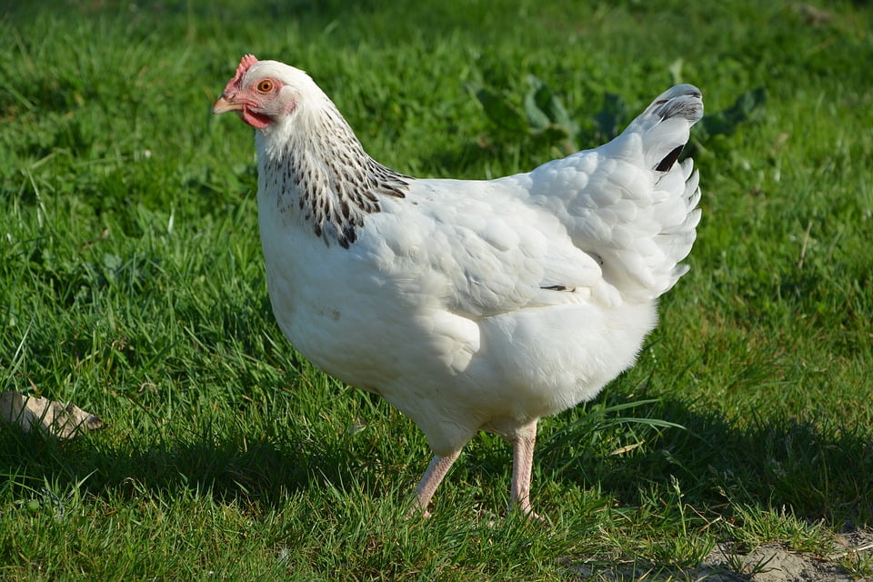 Hen Domestic Animal Laying Hens White Animal20 Inch By 30 Inch